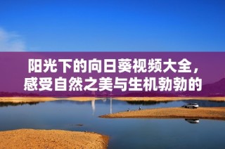 阳光下的向日葵视频大全，感受自然之美与生机勃勃的魅力